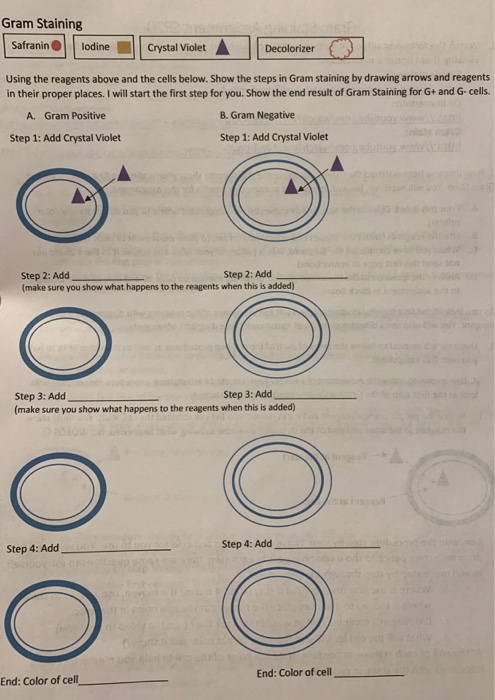 Gram Staining Safranin O lodine | Crystal Violet | Decolorizer Using the reagents above and the cells below. Show the steps i