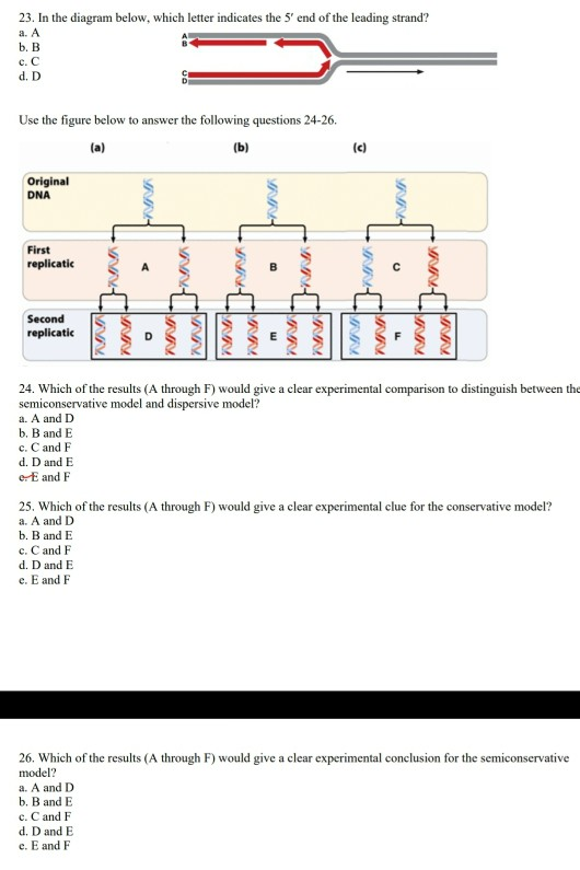 23. In the diagram below, which letter indicates the 5 end of the leading strand? a. A b. B e C d. D Use the figure below to