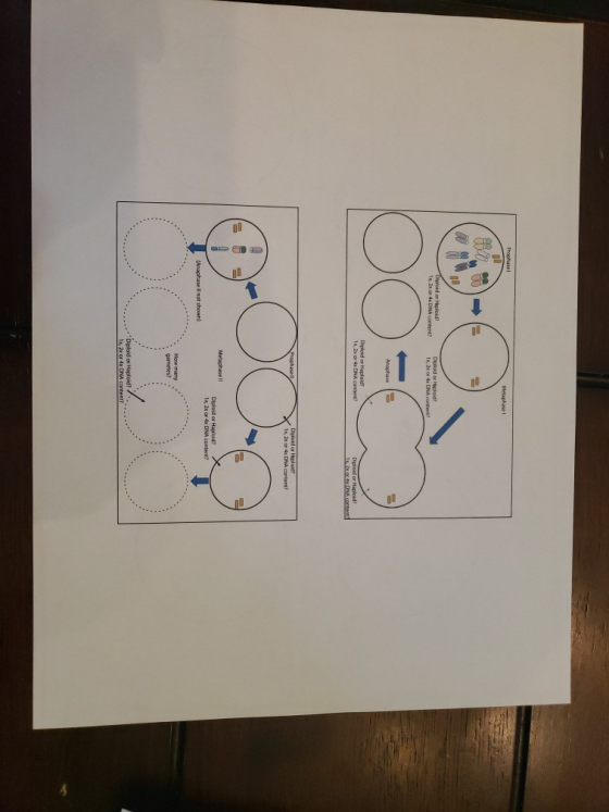 Prophasel Metaphase 1 Diploid or iploid 1x 2 of 4 DNA content? Diploid or Haploid! 1x2x4x DNA content? Oo Anaphase Diploid or