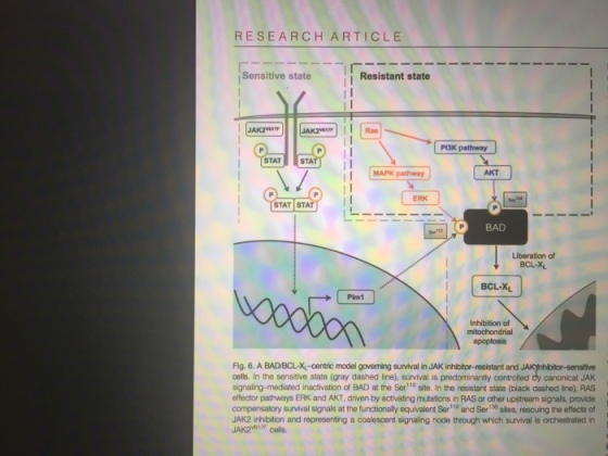 RESEARCH ARTICLE Resistant state Sensitive state JAK21 PI3K pathway STAT STAT STATMAPK pathway MAPK pathway AKT ERK STAT ST BAD Liberation of BCL-X BCL-X Pim1 Inhibition of mitochondrial apoptosis Fig. 6. A BADIBCL-X-centric model goveming survival in JAK inhibitor-resistant and cells. In the sensitive state (gray dashed line), suvival is predominantly controlled by canonical JAK signaling-mediated inactivation of BAD at the Ser1 site. In the resistant state (black dashed line), RAS effector pathways ERK and AKT, driven by activating mutations in RAS or other upstream signals, provide compensatory survival signals at the functionally equivalent Ser2 and Ser30 sites, rescuing the efflects of JAK2 irhibition and representing a coalescent signaling node through which survival is orchestrated in JAK2wBIm cells.