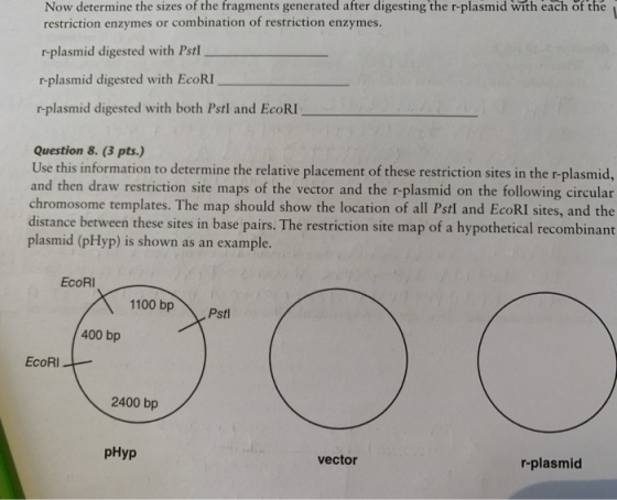 Now determine the sizes of the fragments generated after digesting the r-plasmid with each of the restriction enzymes or comb