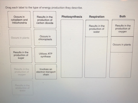 Drag each label to the type of energy production they describe. Occurs in Both cytoplasm and mitochondria Results in the Photosynthesis Respiration production of carbon dioxide Results in the production of oxygen Results in the production of water Occurs irn chloroplasts Occurs in plants Occurs in plants Results in the production of sugar Utilizes ATP synthase Results in the production of oxygen Involves an electron transport chain Results in the production of