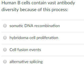 Human B cells contain vast antibody diversiy txxau: of this pnx O somatic DNA recombination O hybridoma cell proliferation O