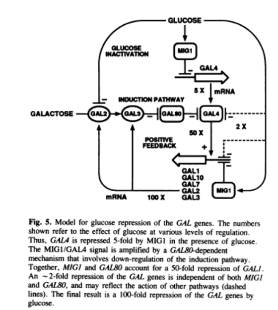 -GLUCOSE GLUCOSE INACTIVATION MIG1 GALA mRNA INDUCTION PATHWAY GALEGAL GALACTOSE 50 X POSITIVE FEEDBACK GAL GAL10 GAL7 GAL2 m