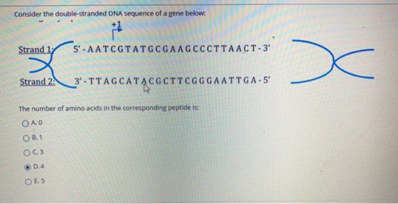 Consider the double-stranded DNA sequence of a gene below: Strand 1 5- AATCGTATGCGAAGCCCTTAACT-3 Strand 2. С стената. 3. TT