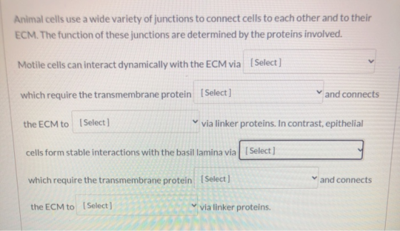 Animal cells use a wide variety of junctions to connect cells to each other and to their ECM. The function of these junctions