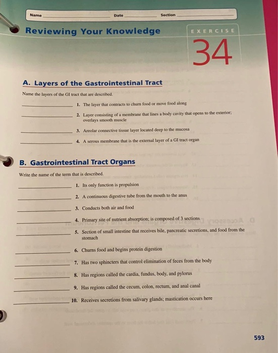 Name Date Section Reviewing Your Knowledge EXERCISE 34 A. Layers of the Gastrointestinal Tract Name the layers of the GI trac