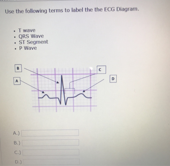 Use the following terms to label the the ECG Diagram. - T wave QRS Wave . ST Segment . P Wave