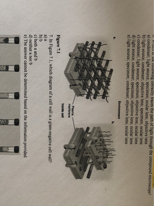 . W UI e Ilowing correctly traces the path of light through the compound microscope? a) condenser; light source; specimen; oc
