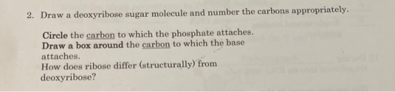 2. Draw a deoxyribose sugar molecule and number the carbons appropriately. Circle the carbon to which the phosphate attaches.