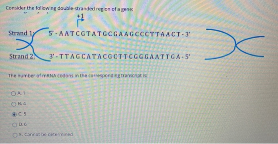 Consider the following double-stranded region of a gene: Strand 17 5- AATCGTATGCGAAGCCCTTAACT-3 Strand 2A 3-TTAG CATACGCTTC