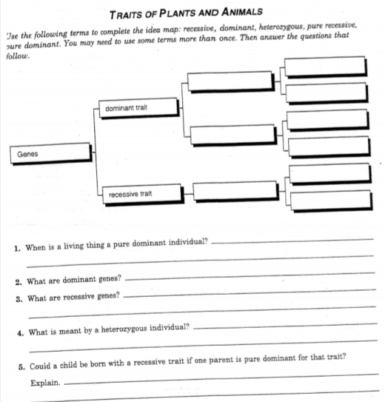 TRAITS OF PLANTS AND ANIMALS se the following terms to complete the idea map: recessive, dominant, heterozygous, pure recessi
