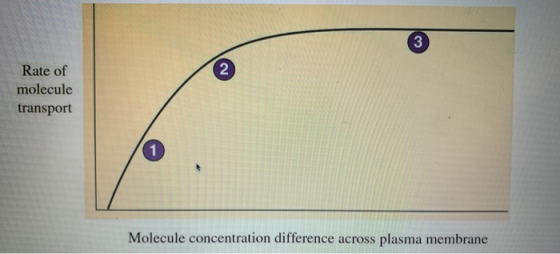 3 2 Rate of molecule transport 1 Molecule concentration difference across plasma membrane