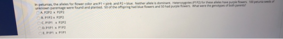 s o In petunias, the alleles for flower colorare P1 pink and P2 . Neither les dominant Heteronotes P1P for these shove purple