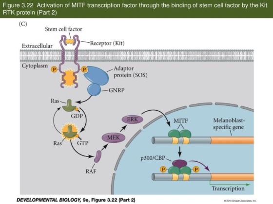 Figure 3.22 Activation of MITF transcription factor through the binding of stem cell factor by the Kit RTK protein (Part 2) S