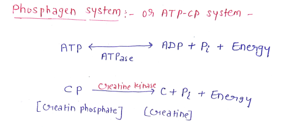 Phosphagen system:- 09 ATP-cP system t Enegy AT Pas e C p -C9eahhe k亻.hase Toeatin phosphate] eatine