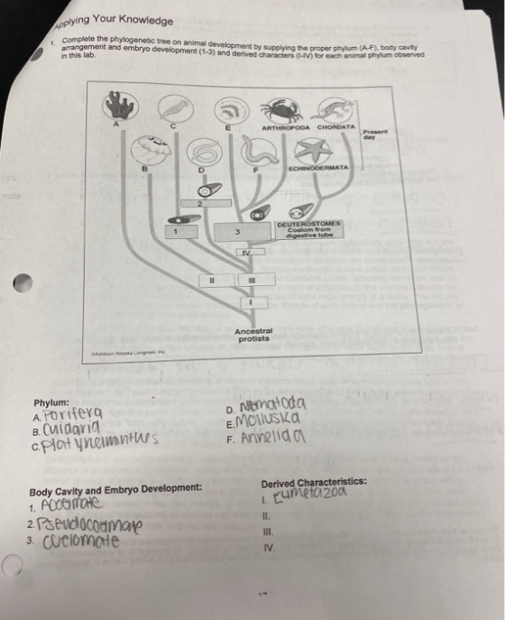 oplying Your Knowledge complete the phylogenetic tree on animal development by Suning the proper phylum (AF) body can arrange
