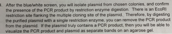 After the blue/white screen, you will isolate plasmid from chosen colonies, and confirm the presence of the PCR product by re