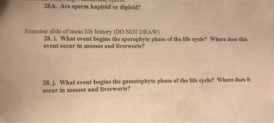 5 LLLULU, UPILL 28.h. Are sperm haploid or diploid? Examine slide of moss life history (DO NOT DRAW) 28. i. What event begins