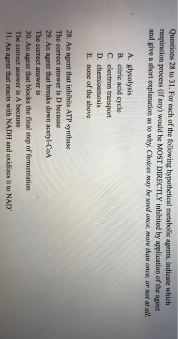 Questions 28 to 31. For each of the following hypothetical metabolic agents, indicate which respiration process (if any) woul