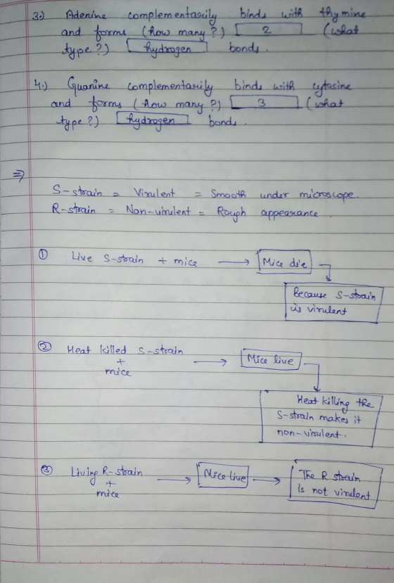 3.) Adenine complementarily binds with thy mine and forms (how many ?) type ? hydrogen bonds 2 (what [ 4.) Guanine complement