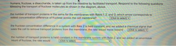 humans, fructose, a disaccharide, is taken up from the intestine by facilitated transport. Respond to the following questions