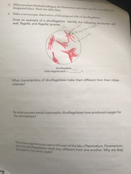 When you have finished looking at the Paramecium specimen, put the cover slip in its designated place. Wash the slide clean. Make a microscopic observation of the prepared slide of dinoflagellates. Draw an example of a dinoflagellate. Identify the following structures: cell wall, flagella, and flagellar groove. 3. 4. dinoflagellate × total magnification = What characteristics of dinoflagellates make them different from their ciliate relatives? By what process would autotrophic dinoflagellates have produced oxygen for the atmosphere? The three organisms you saw in this part of the lab--Plasmodium, Paramecium, and the dinoflagellates-look very different from one another. Why are they grouped in the same clade?
