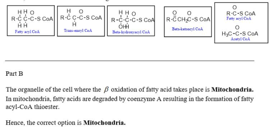 но HHO R-C-C-C-S CoAR-CCH2C-S CoAty acyl CoA Beta-hydroxyacyl Co.A R-C-S CoA R-C C-C-S CoAR-C C-C-S CoA НН Fatty acyl CoA Tra
