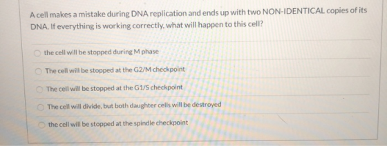 A cell makes a mistake during DNA replication and ends up with two NON-IDENTICAL copies of its DNA. If everything is working