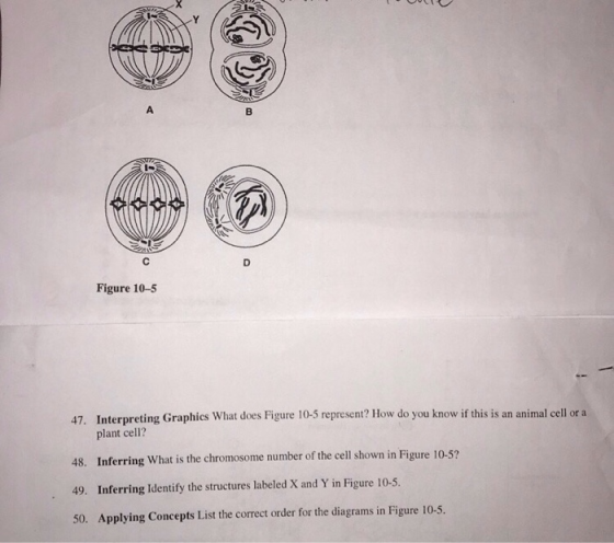 Figure 10-5 47. Interpreting Graphies What does Figure 10-5 represent? How do you know if this is an animal cell or a 48. Inf