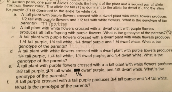 C. In garden peas, one pair of alleles controls the height of the plant and a second pair of allele controls flower color. Th