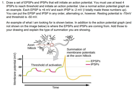 1. Draw a set of EPSPs and IPSPs that will initiate an action potential. You must use at least 4 IPSPs to reach threshold and
