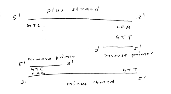 plus strand ! - « ТС CAA , „ТТ — — reverse primer Forward primer — з 1 и с CAS отт minus strand