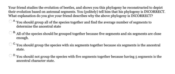 Your friend studies the evolution of beetles, and shows you this phylogeny he reconstructed to depict their evolution based o