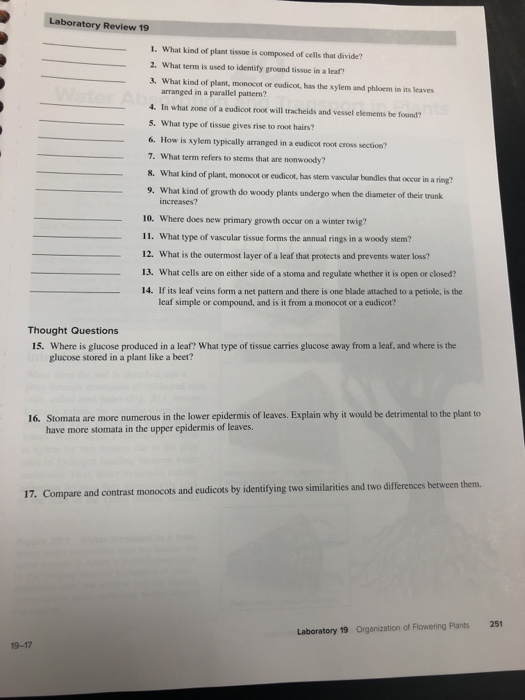 Laboratory Review 19 1 What Kind Of Plant Tissue Is Composed Of Cells 
