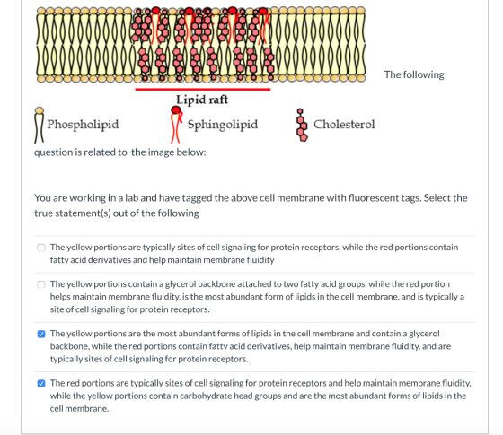 Evr, The following Lipid raft Phospholipid Sphingolipid Cholesterol question is related to the image below: You are working i
