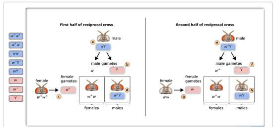 First half of reciprocal cross Second half of reciprocal cross male male male gametes ⓑ male gametes ⓕ female gametes female