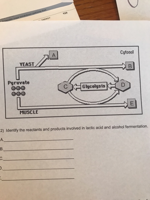 123 ENE Cytosol YEAST Pyruvate Glucolysis MUSCLE 2) Identify the reactants and products involved in lactic acid and alcohol fermentation. A. B.