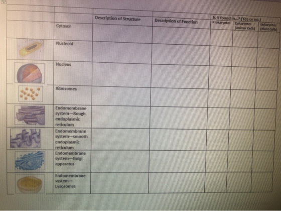 Description of Structu Description of Function Is it found in..?/Yes or no Prolaryotes Bucaryotes (Animal Cell Cytosol Eucary