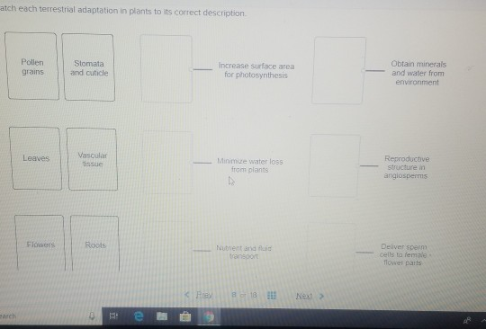 atch each terrestrial adaptation in plants to its correct description. Pollen grains Stomata and cuticle Obtain minerals and