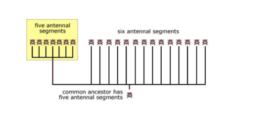 five antennal segments 悉悉悉悉悉悉悉 six antennal segments 香港咨齊齊齊费费费费费费费费 common ancestor has ** five antennal segments de