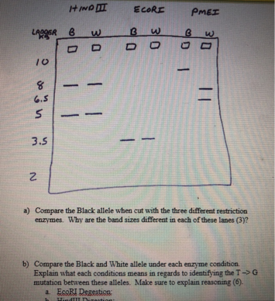 ECORE PMEI HIOTTI 6 W LADDER B w ם ם ם u son a) Compare the Black allele when cut with the three different restriction enzyme