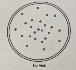 O . No Amp