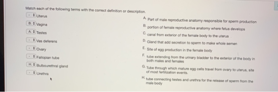 B.: Vagina A. Testes Match each of the following terms with the correct definition or description • Uterus A Part of male rep