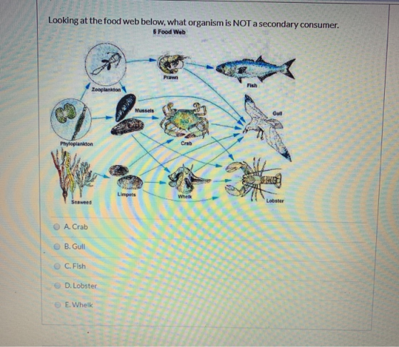 Looking at the food web below, what organism is NOT a secondary consumer. 5 Food Web Zooplankton Phytoplankton A. Crab e B. G