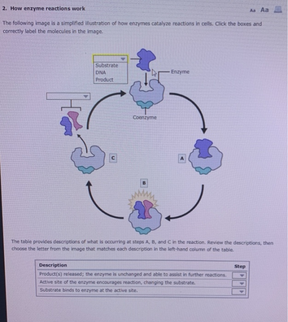 2. How enzyme reactions work Aa Aa 3 The following image is a simplified illustration of how enzymes catalyze reactions in ce