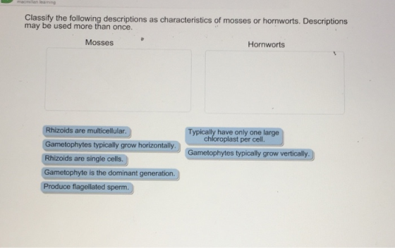 Classify the following descriptions as characteristics of mosses or hornworts. Descriptions may be used more than once. Mosse