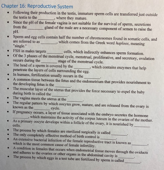 . Chapter 16: Reproductive System • Following their production in the testis, immature sperm cells are transferred just outsi