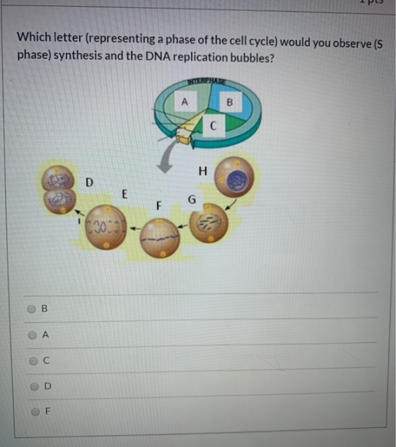 IPS Which letter (representing a phase of the cell cycle) would you observe (S phase) synthesis and the DNA replication bubbl