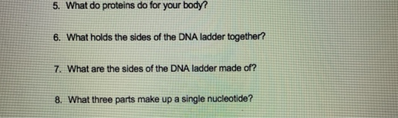 5. What do proteins do for your body? 6. What holds the sides of the DNA ladder together? 7. What are the sides of the DNA la